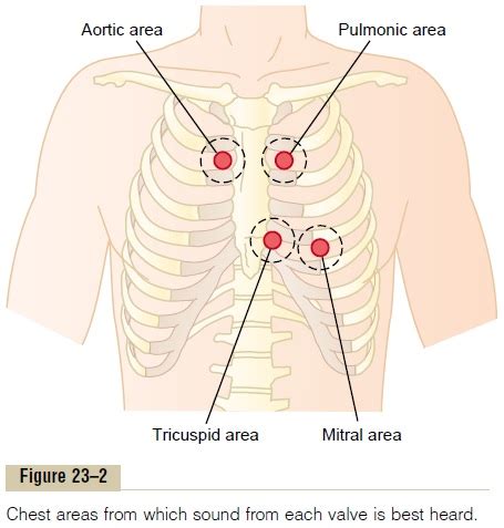 Normal Heart Sounds