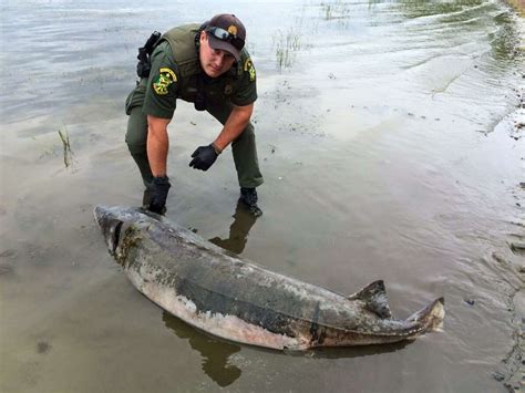 6-foot-9-inch fish found on shore of Lake Champlain