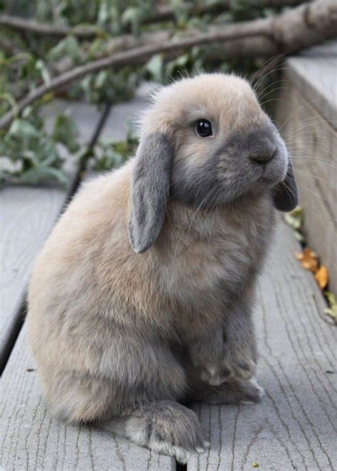 Delightful rabbit | Cute baby animals, Cute animals, Funny animals