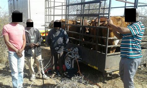 Cattle thieves caught red-handed outside Polokwane | Review