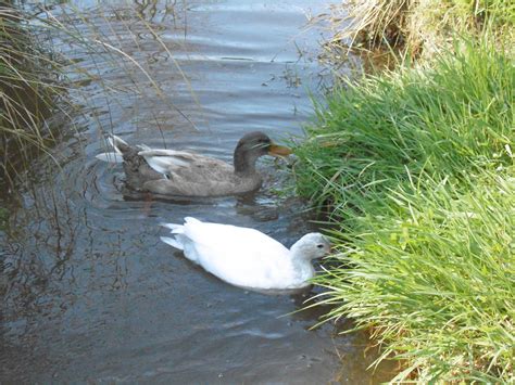 Enjoying the creek | Animals, Enjoyment, Creek