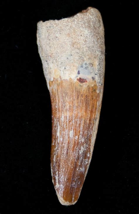 1.68" Juvenile Spinosaurus Tooth (#15336) For Sale - FossilEra.com