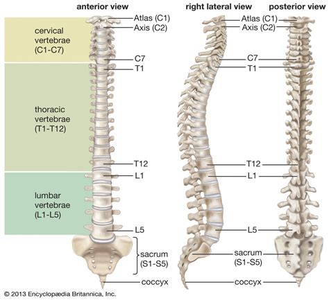 Vertebrae: How Many Do We Have And The 5 Types