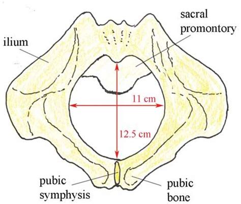 Diameters of the pelvic outlet, viewed from below Pelvic Bone, Vaginal Delivery, Antenatal ...