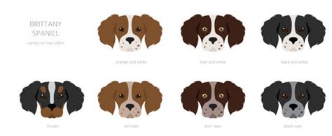 Brittany Spaniel Cartoons Illustrations, Royalty-Free Vector Graphics & Clip Art - iStock