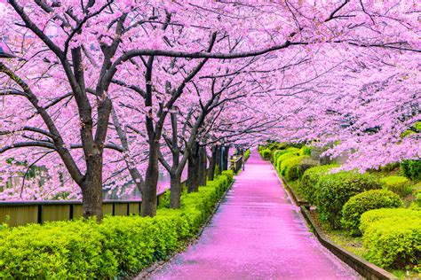 Cherish the Beauty of Japan’s Cherry Blossoms | KCP International