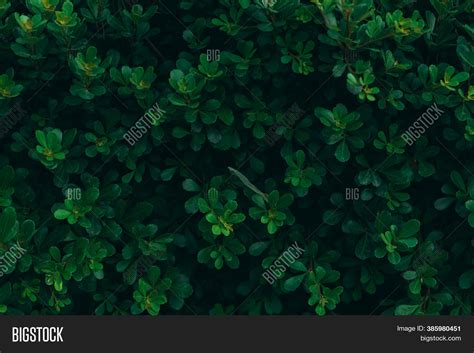 Green Leaf Texture Image & Photo (Free Trial) | Bigstock