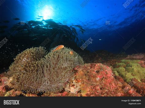 Sea Anemone Coral Reef Image & Photo (Free Trial) | Bigstock