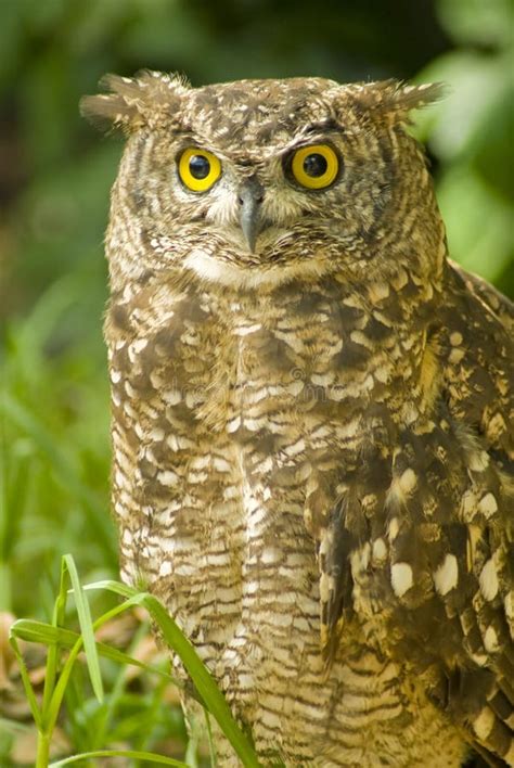 Brown owl stock image. Image of creature, hunting, night - 12504457