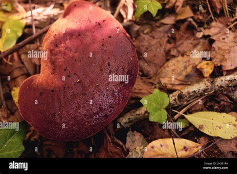 Top view of Fistulina hepatica mushroom (a.k.a. beefsteak fungus). Edible mushroom, rich in ...