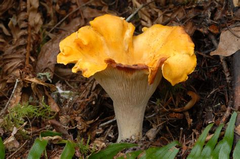 Wildflowers Found in Oregon - Pacific Golden Chanterelle