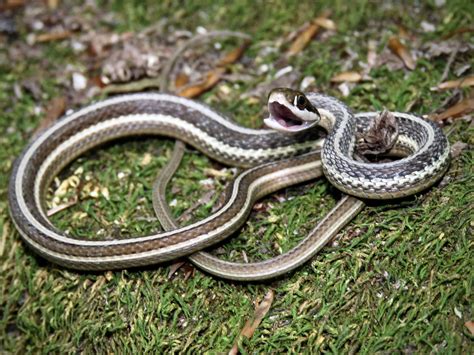 Maryland Biodiversity Project - Eastern Ribbon Snake (Thamnophis sauritus)