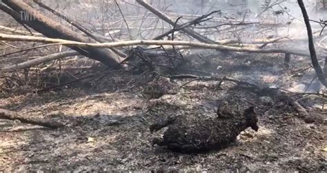 Hundreds of koalas perish as Australia bushfires rage – “This is just a national tragedy ...