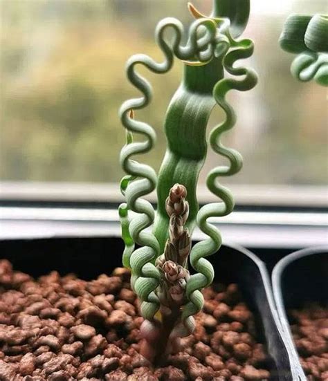 17 Striking Plants that Look Like Aliens | Balcony Garden Web