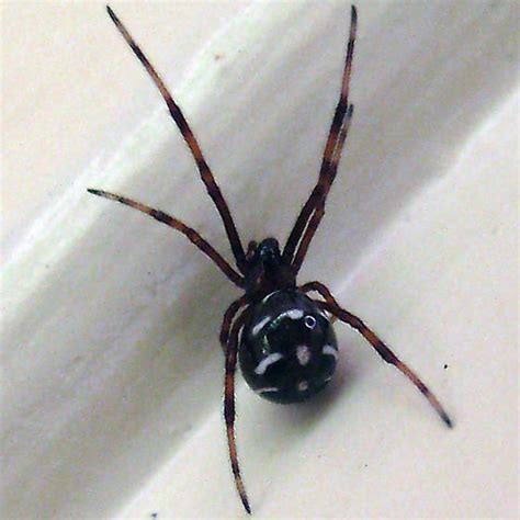 Colorado, Black-Widow questions : r/spiders