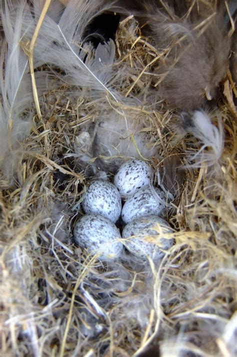 House sparrow eggs photos