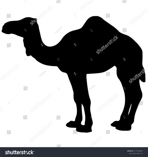 Black White Vector Silhouette Camel Stock Vector (Royalty Free ...