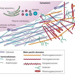 Hemicellulose Function