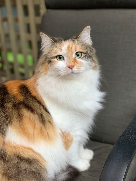 Photo Of Cat Sitting On A Chair · Free Stock Photo