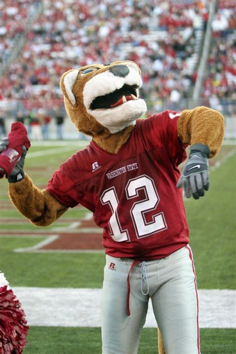 Mascot Monday: Washington State University Cougars | Washington cougars, Washington state ...