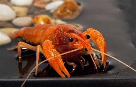 Crustaceans - ANIMALS And english