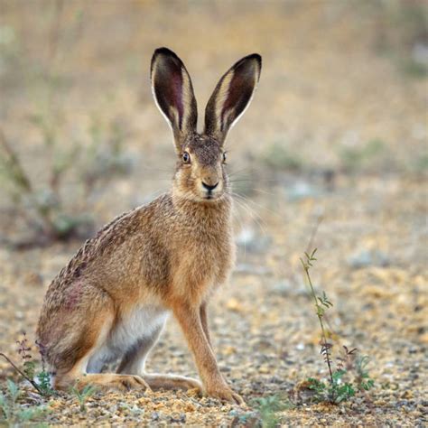 2,700+ Jack Rabbits Pictures Pictures Stock Photos, Pictures & Royalty-Free Images - iStock