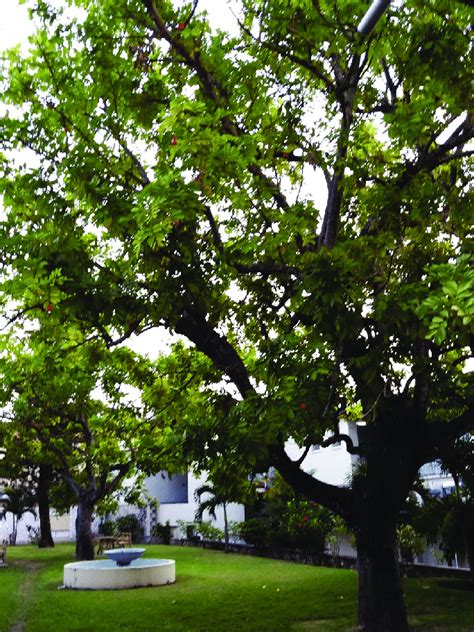 Ackee tree, University of the West Indies, Kingston, Jamaica ...