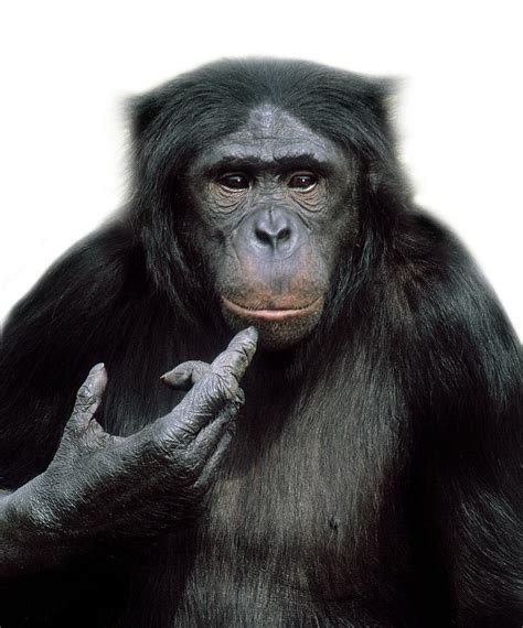 Pygmy Chimpanzee Photograph by Natural History Museum, London/science Photo Library - Fine Art ...