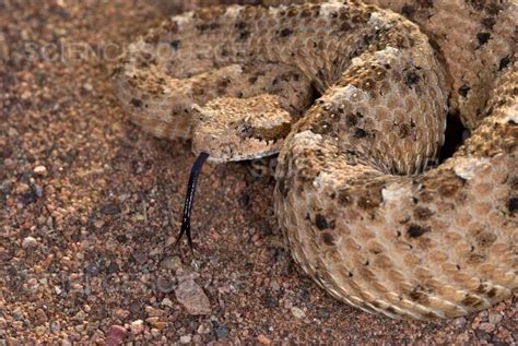 Photograph | Sidewinder Rattlesnake | Science Source Images