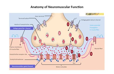 Neuromuscular Junction Diagram | EdrawMax | EdrawMax Templates