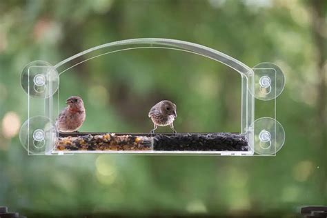 12 Types of Bird Feeders (Attract Different Species) - Bird Feeder Hub