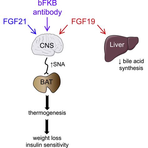 FGF19, FGF21, and an FGFR1/β-Klotho-Activating Antibody Act on the Nervous System to Regulate ...