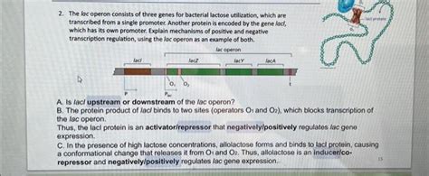 Solved 2. The lac operon consists of three genes for | Chegg.com