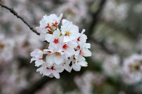 The Yoshino Cherry Tree - Minneopa Orchards