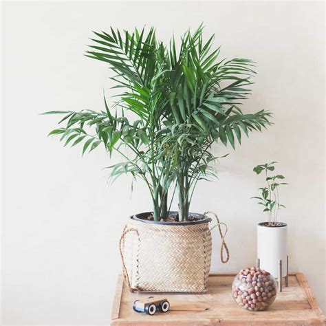 10 Areca Palm Benefits & Uses | Houseplant Alley