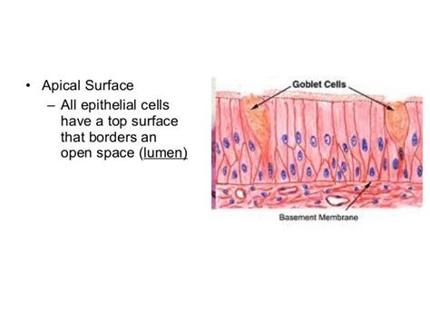 5 epithelium sp