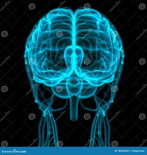 Central Organ of Human Nervous System Brain Anatomy Stock Illustration ...