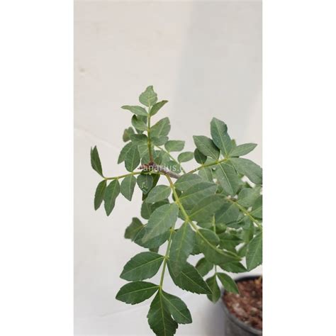 Buy Bursera fagaroides with Canarius