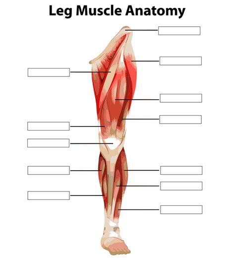 Front of the Leg Muscle Anatomy Diagram | Quizlet