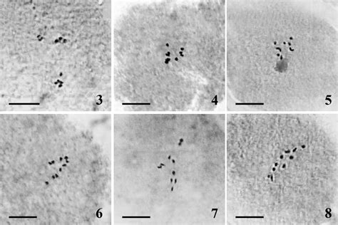 Diplotene (Fig. 5) and metaphase I configurations showing secondary ...