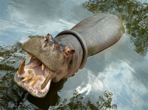 4,300+ Hippo Teeth Stock Photos, Pictures & Royalty-Free Images - iStock