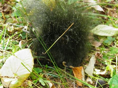 Botany Without Borders: Time-sensitive ecology of the hairy fungus