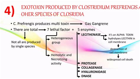 MECHANISM of ACTION of some GRAM positive BACTERIA’s exotoxin | PPT