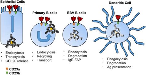 The role of CD23 in the regulation of allergic responses - Engeroff - 2021 - Allergy - Wiley ...