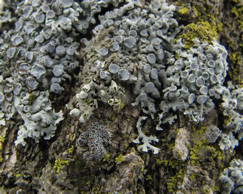 Lichen 2 Free Photo Download | FreeImages