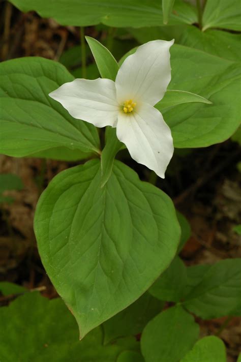 Great White Trillium