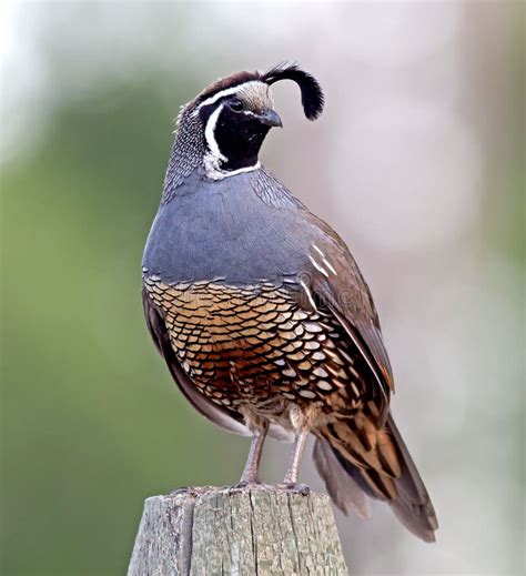 California Quail - male stock photo. Image of plume, nature - 38990838