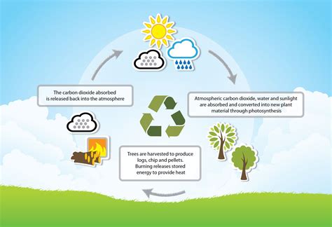 Biomass: A Renewable Energy Source or a Danger to the Environment ...