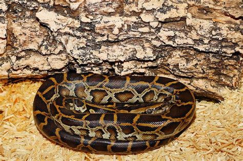 Do Burmese Pythons Make Good Pets? - Wildlife Informer