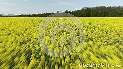 Aerial View: Fast Flight. Yellow Canola Field. Field of Blooming Rapeseed Aerial View Stock ...